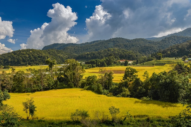 Color dorado del campo de terrazas de arroz en vistas a la montaña con cielo azul y nubes.