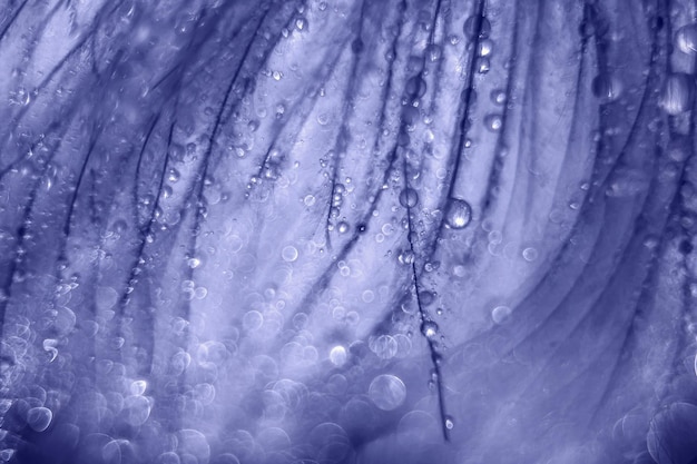 color de fondo muy peri pelo gotas macrofotografía