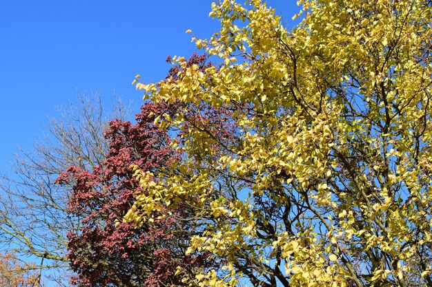 Foto color de las hojas de cotinus coggygria y albaricoque