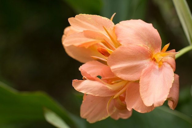 Color naranja de las flores de Canna