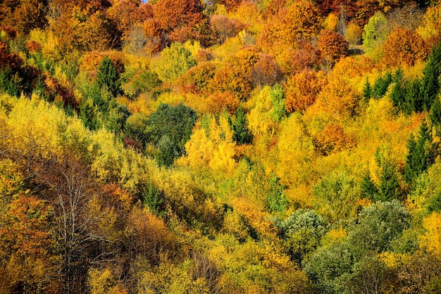 Color naranja rojo amarillo y verde en el bosque de otoño