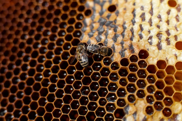 Color natural cerca de panal en colmena de madera con abejas en él. Concepto de apicultura.