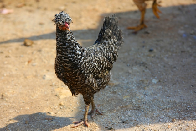 El color negro textura gallina en una granja avícola tradicional