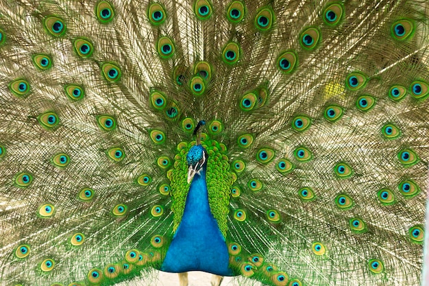 Color de pájaro brillante Pavo real indio macho mostrando su cola Una cola abierta con plumas brillantes Retrato