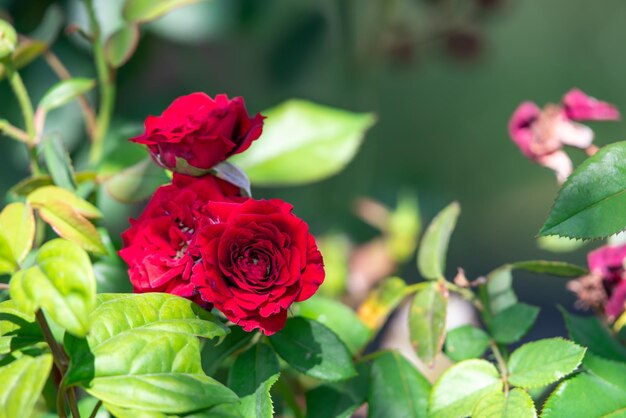 Color de rosa flor roja en el jardín Día de San Valentín