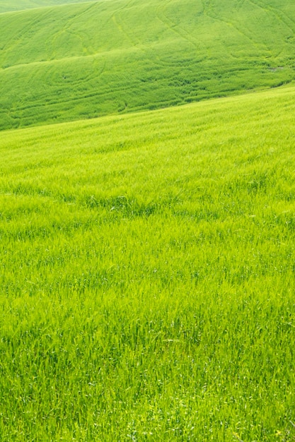 Foto el color del trigo que madura