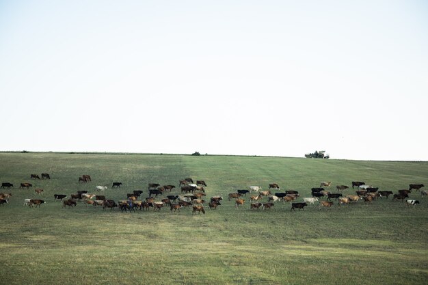 Color de las vacas que pastan en los pastos