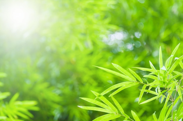 Color verde bambú en la naturaleza con espacio de copia Hoja de bambú y espacio de copia