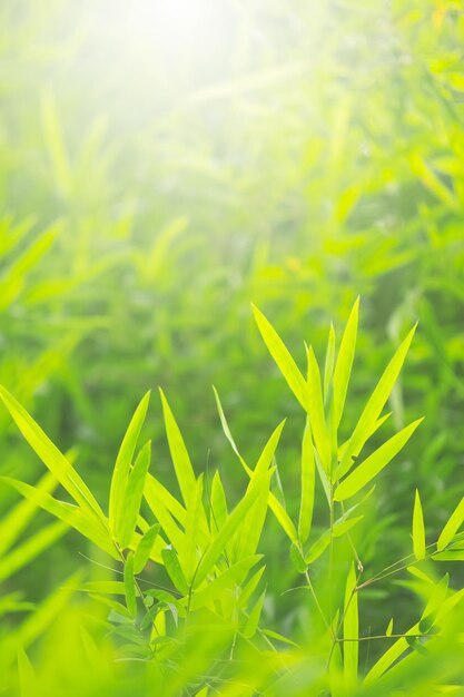 Color verde bambú en la naturaleza con espacio de copia Hoja de bambú y espacio de copia