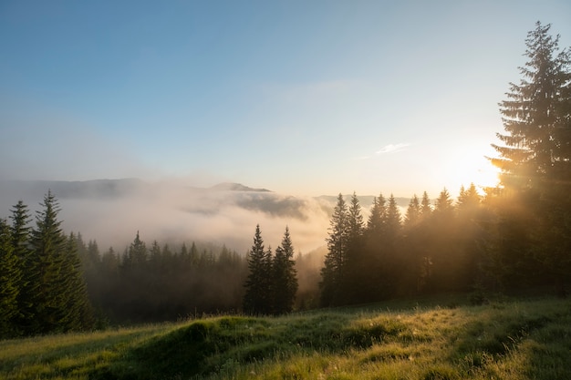 Foto colora a imagem das nuvens que fluem através dos pinheiros ao longo de blue ridge parkway no oeste da carolina do norte.