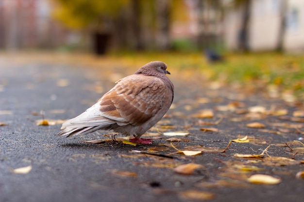 Coloração bonita pombo marrom e branco no asfalto em ambiente urbano no outono. licença de outono.