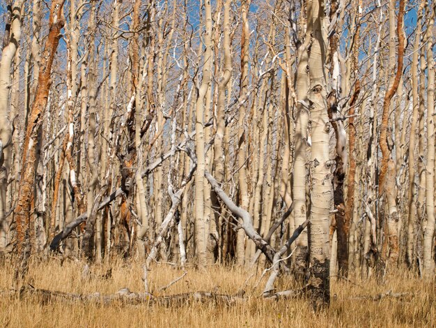 Colorado-Herbst mit Espenbäumen.