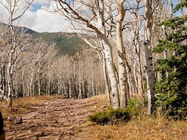 Colorado-Herbst mit Espenbäumen.