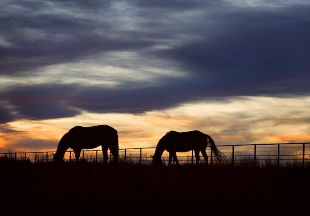 Colorado-Ranch-Pferdesonnenuntergang-Schattenbild
