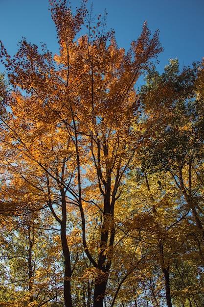 Foto colores del árbol de otoño retroiluminado en el norte de wisconsin