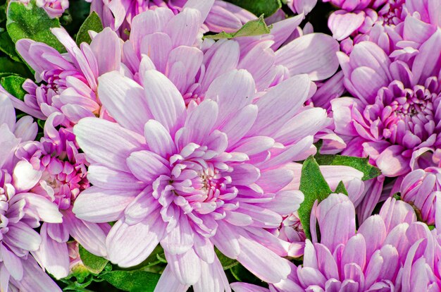 colores brillantes de crisantemos en flor rosa