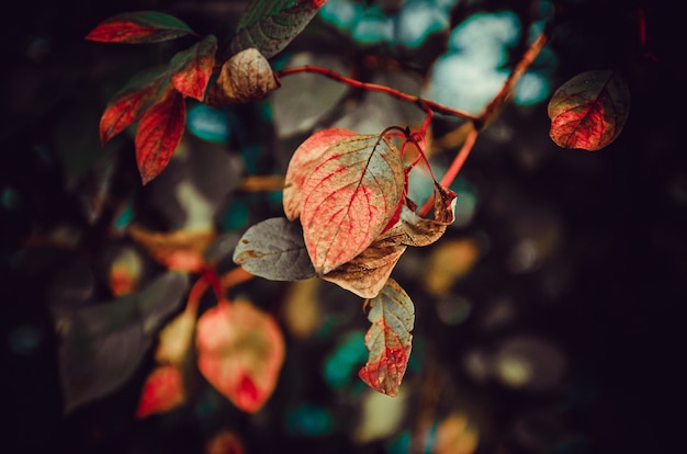 colores brillantes de hojas de otoño en los árboles