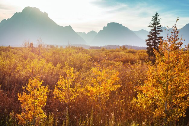 Foto los colores brillantes de la temporada de otoño en el parque nacional grand teton, wyoming, ee.