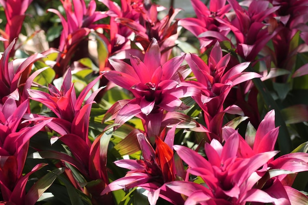 Colores de bromelias, desdibujan el fondo.