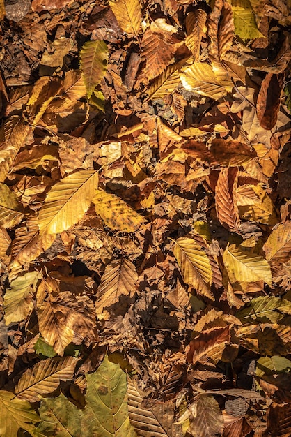 Colores cálidos de otoño. Alfombra de hojas secas. Caminar en el parque. Patrones de hojas caídas. Fondo acogedor