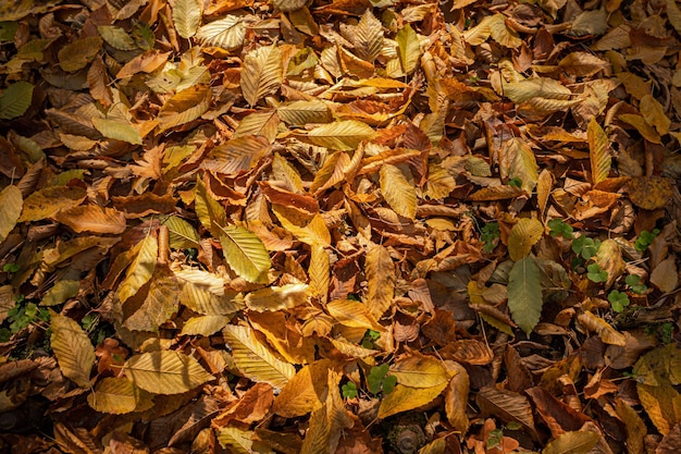 Colores cálidos de otoño. Alfombra de hojas secas. Caminar en el parque. Patrones de hojas caídas. Fondo acogedor