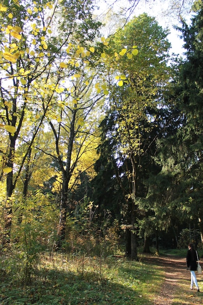 Colores divertidos de otoño de la bobina de otoño en el bosque de otoño