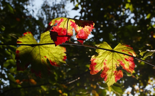 Colores de las hojas de parra en otoño