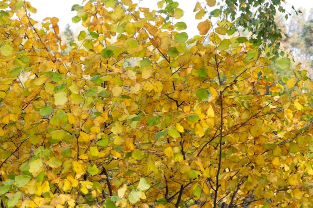 Colores de otoño amarillo en un jardín botánico.