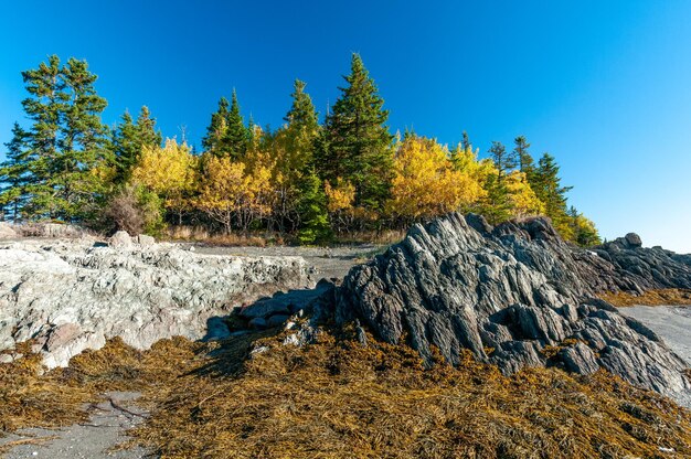 Foto los colores del otoño en canadá