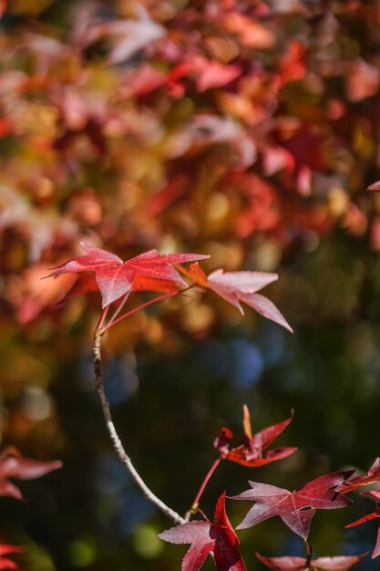 Los colores de otoño de EyeEmNewHere