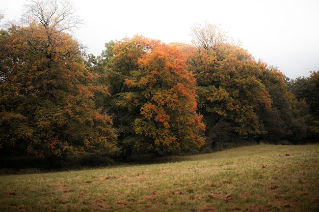 Colores del otoño en Gales