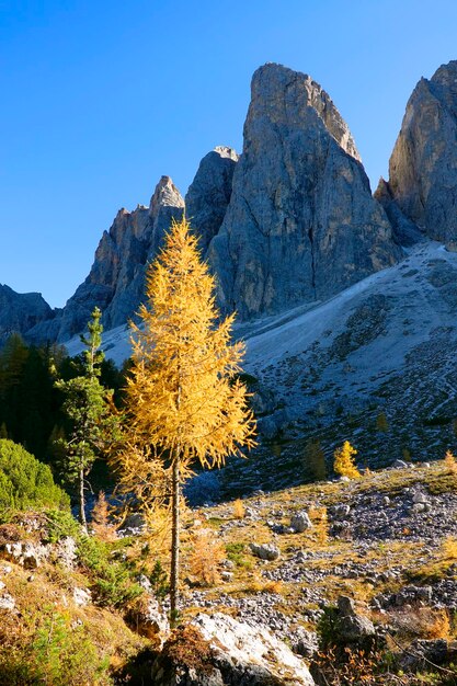 Foto colores de otoño en el grupo odle adolf munkel trail dolomitas italia colores de otoño