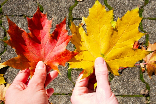 Colores de otoño. Una hoja de arce roja en la mano de una mujer y una hoja de arce amarilla en la mano de un hombre