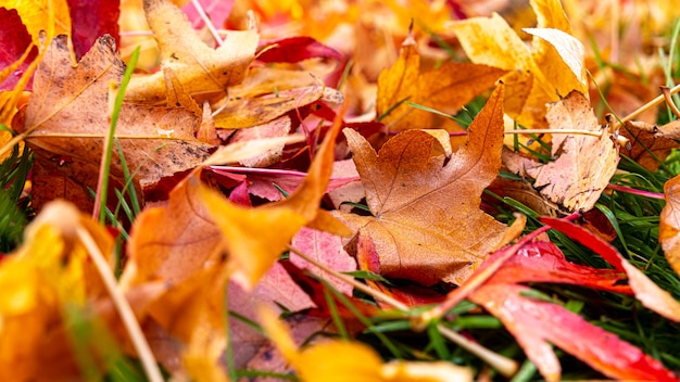 Colores de otoño en las hojas caídas del árbol.