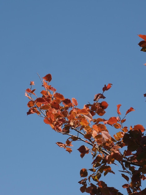 los colores de otoño de las hojas de olmo en un fondo de cielo azul