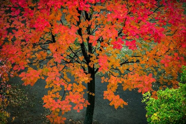 Colores de otoño hojas rojas en un parque