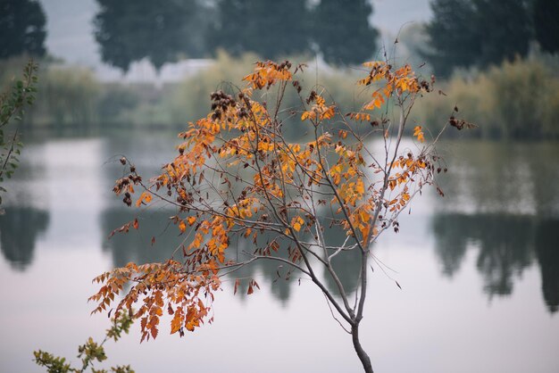 Colores de otoño junto al lago