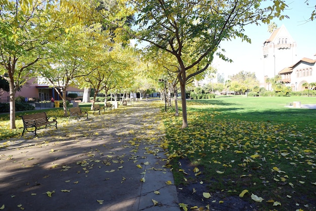 Colores de otoño en la Universidad Estatal de San José, California