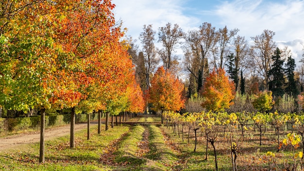 Los colores del otoño en las vides y los árboles contrastan de rojo, verde y amarillo.
