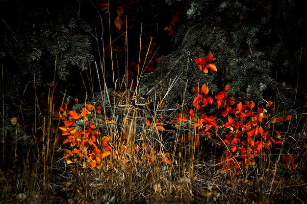 Colores de otoño en Wyoming