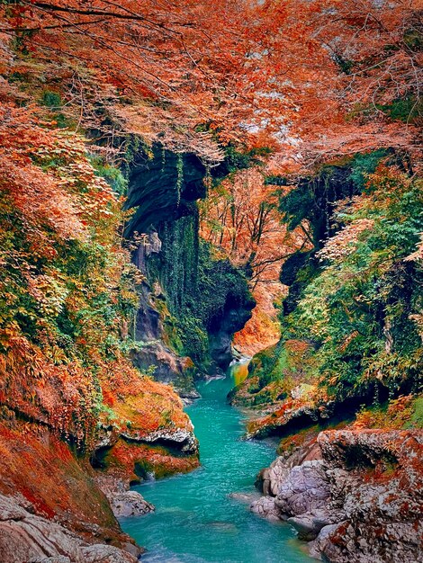 Foto los colores del otoño