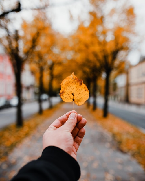 Foto los colores del otoño