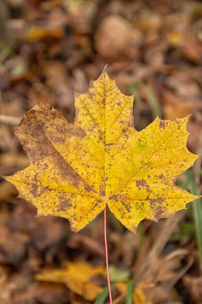 Los colores del otoño