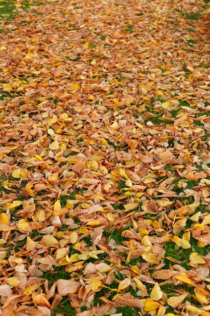 Foto colores de otoño