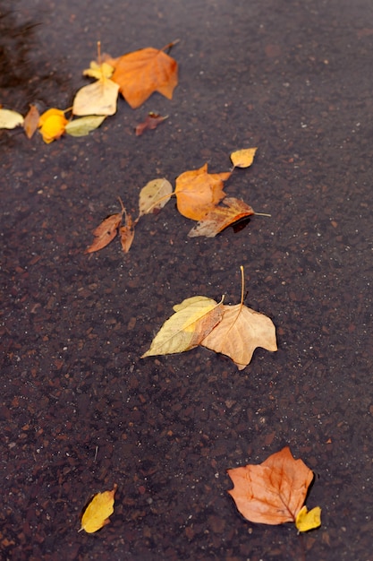 Colores de otoño