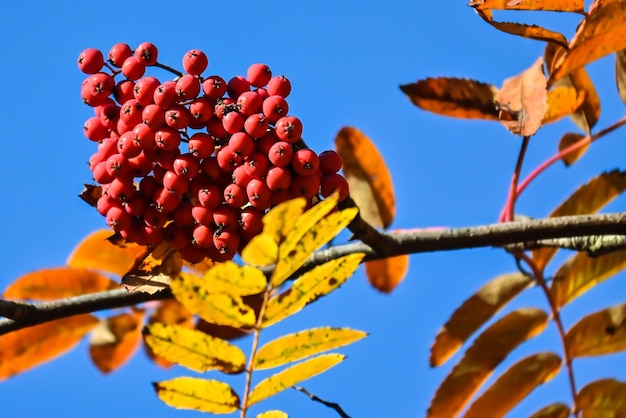 Colores de otoño