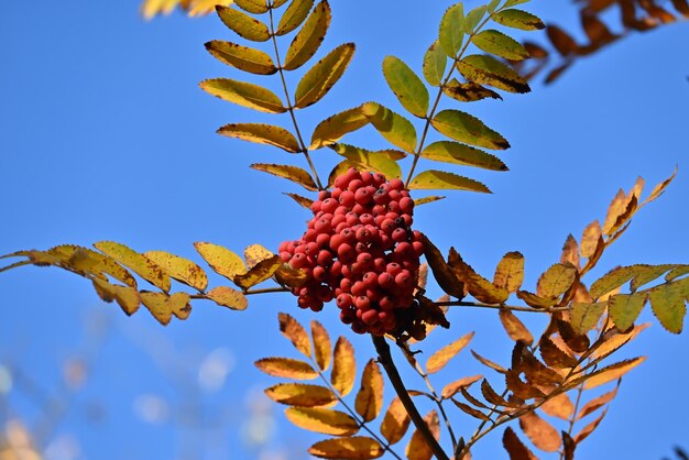 Colores de otoño