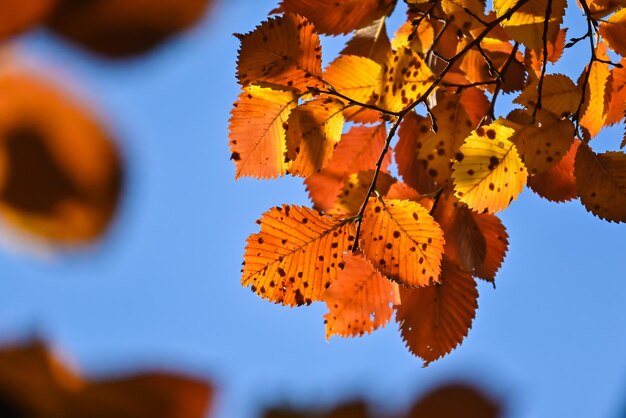 Colores de otoño