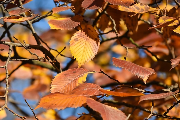 Colores de otoño