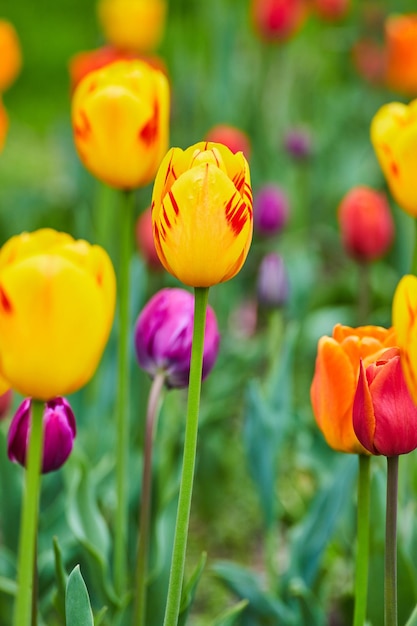 Colores de Pascua en el jardín de tulipanes de primavera